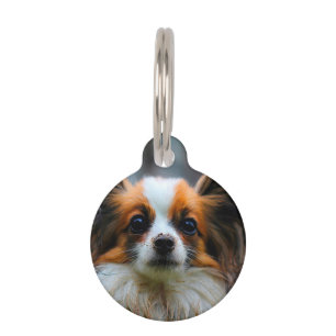 Papillon-Hund. Haustiermarke