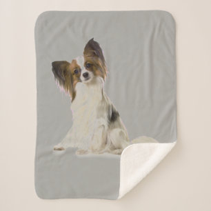 Papillon Hund Sherpadecke