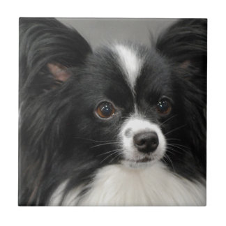 Papillon Hundefliese Fliese