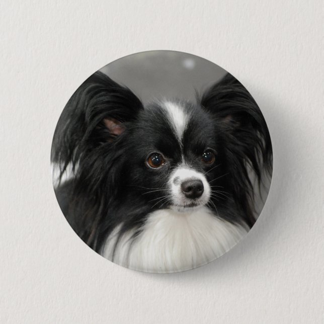 Papillon Hundeknopf Button (Vorderseite)