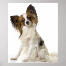Papillon-Hundeportrait Poster