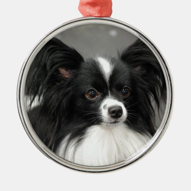 Papillon Hundeverzierung Silbernes Ornament (Vorne)