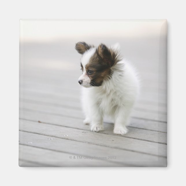 Papillon Magnet (Vorne)