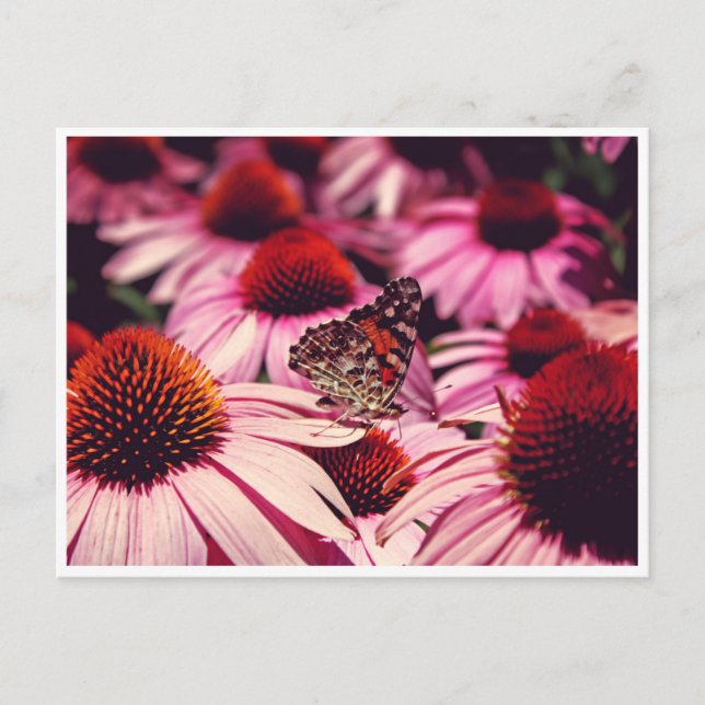 Papillon Postkarte (Vorderseite)