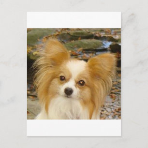 Papillon Postkarte