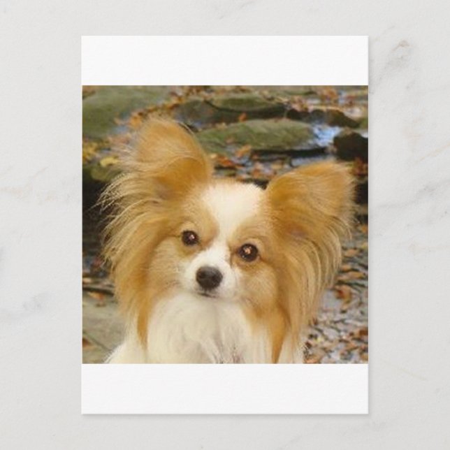 Papillon Postkarte (Vorderseite)