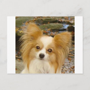 Papillon Postkarte