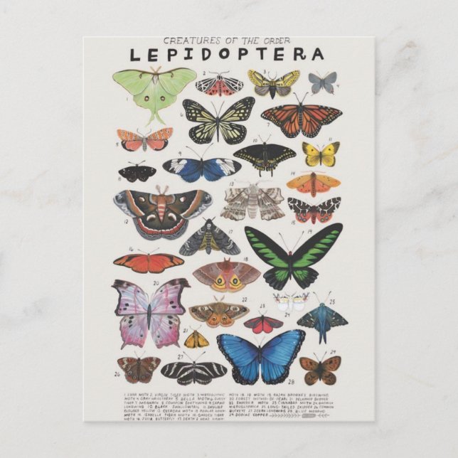 Papillon Postkarte (Vorderseite)