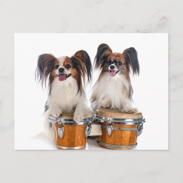 Papillon Puppies Play Drums Postkarte (Vorderseite)