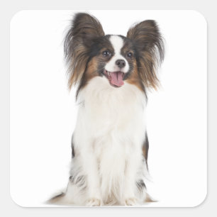 Papillon Puppy Dog - Liebe Welpen Quadratischer Aufkleber