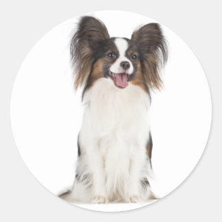 Papillon Puppy Dog - Liebe Welpen Runder Aufkleber