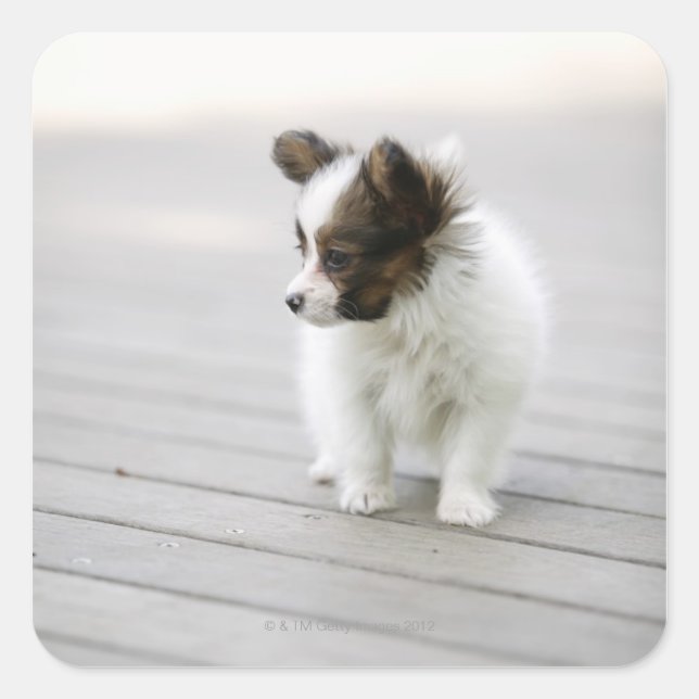 Papillon Quadratischer Aufkleber (Vorderseite)