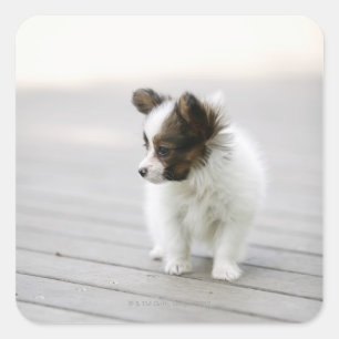 Papillon Quadratischer Aufkleber