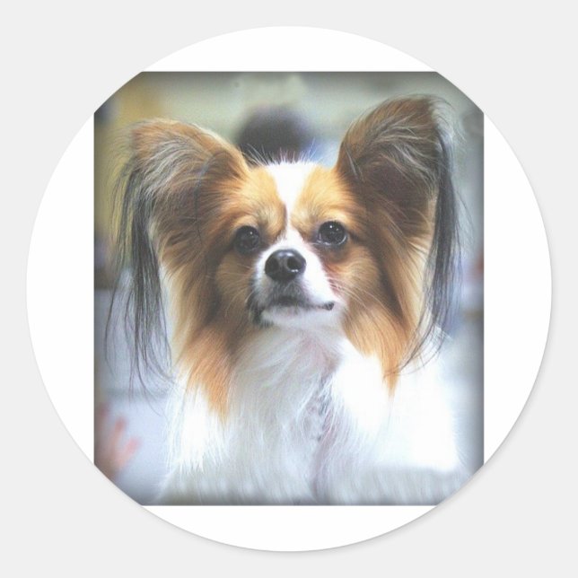 PAPILLON RUNDER AUFKLEBER (Vorderseite)