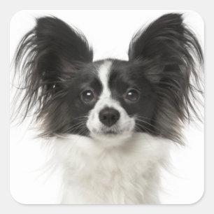 Papillon Schwarz-Weiß Welpen Hund - Liebe Welpen Quadratischer Aufkleber