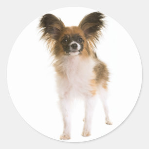 Papillon Welpe - Liebe Welpen, Hallo Runder Aufkleber