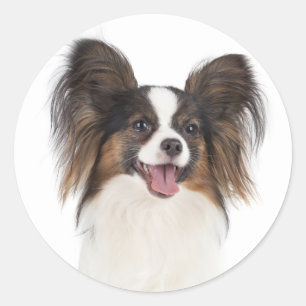 Papillon-Welpe - Liebe Welpen Runder Aufkleber