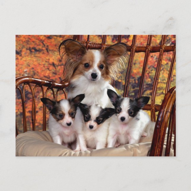 Papillon Welpen mit Mama Postkarte (Vorderseite)