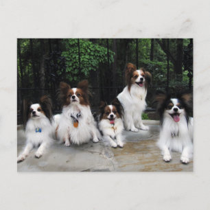 Papillons-Pack von Hershey Kiss Hero Kennels Postkarte