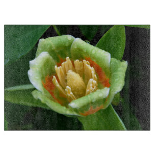 Pappel-Baum-Tulpe nach dem Regen Schneidebrett