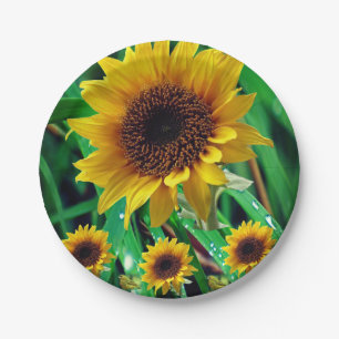 Pappteller Sonnenblumen