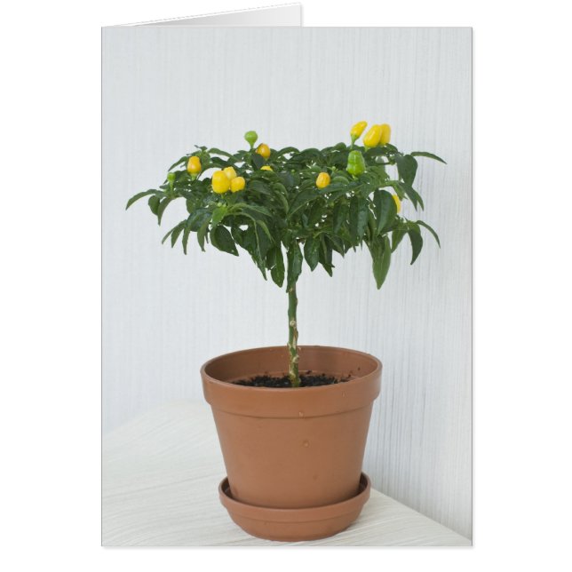 Paprika (Vorne)