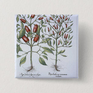 Paprika-Pfeffer-Pflanzen, vom 'Hortus Eystettensi Button