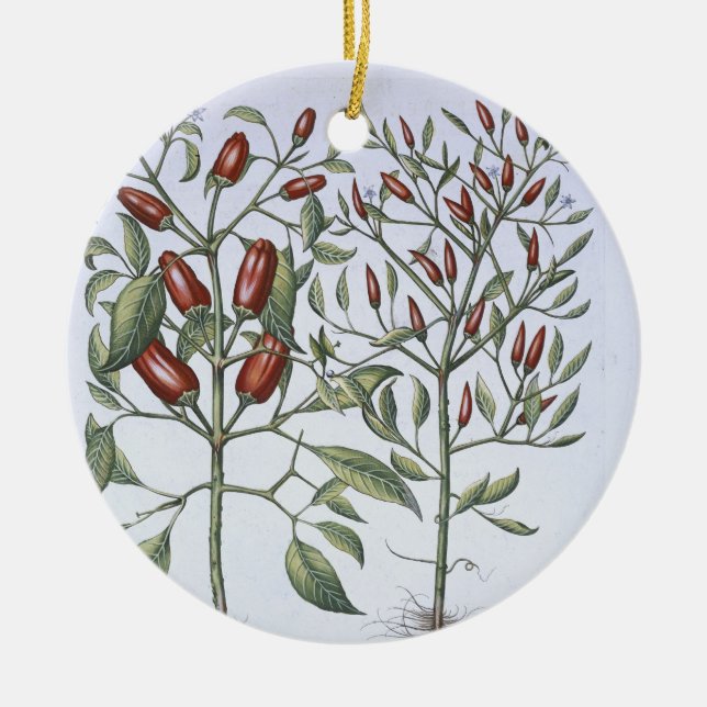 Paprika-Pfeffer-Pflanzen, vom 'Hortus Eystettensi Keramikornament (Vorne)