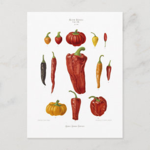 Paprika Postkarte