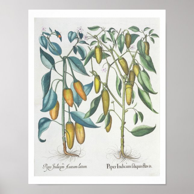 Paprikaschoten: 1.Piper Indicum filiquis flavis; 2 Poster (Vorne)