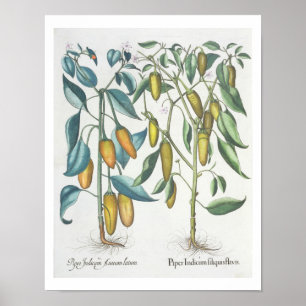 Paprikaschoten: 1.Piper Indicum filiquis flavis; Poster