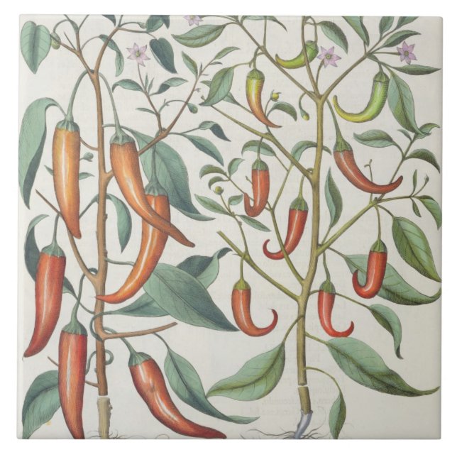 Paprikaschoten: 1.Piper Indicum Maximum longum; Fliese (Vorderseite)