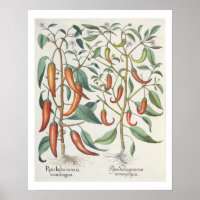 Paprikaschoten: 1.Piper-indikatives Langleinenmaxi