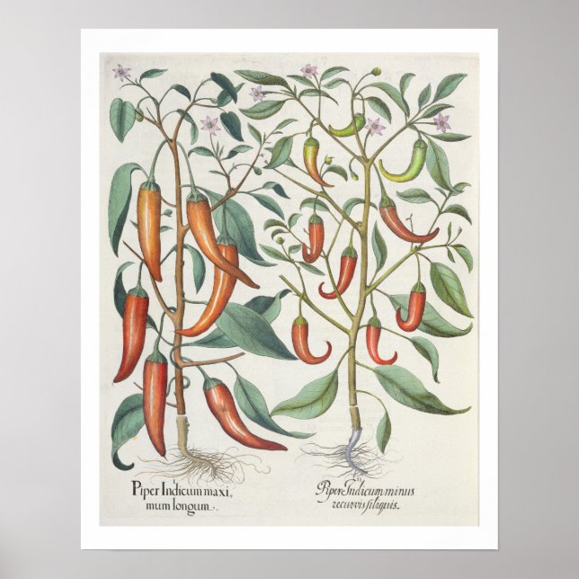 Paprikaschoten: 1.Piper-indikatives Langleinenmaxi Poster (Vorne)