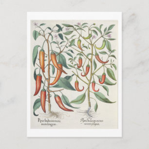 Paprikaschoten: 1.Piper-indikatives Langleinenmaxi Postkarte
