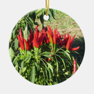 Paprikaschoten aus rotem Chili hängen an der Pflan Keramik Ornament