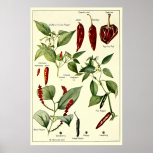 Paprikaschoten des Vintagen Chilis Botanische Illu Poster