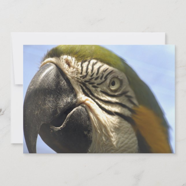 Paprot (Vorderseite)