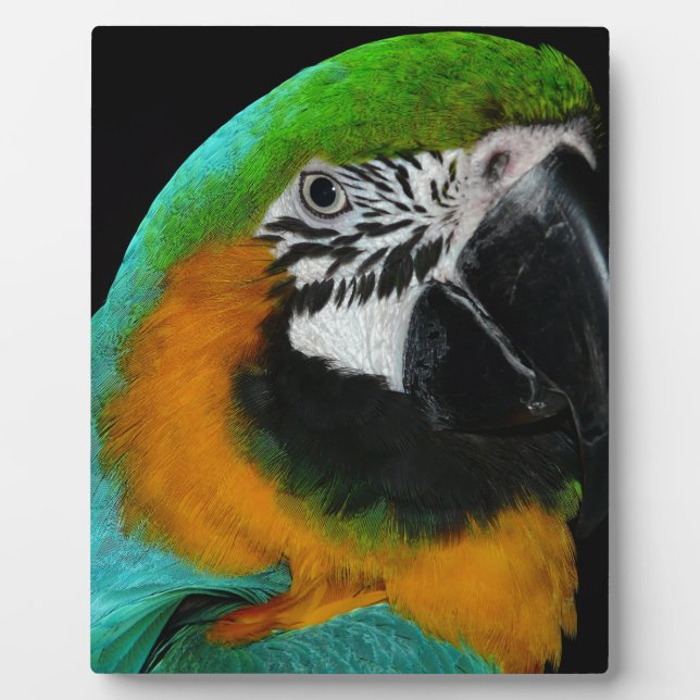 Paprot Fotoplatte (Vorderseite)