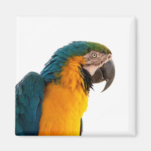 Paprot Magnet