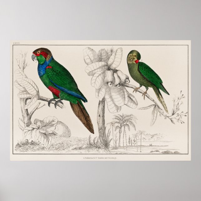 Paprot Poster (Vorne)