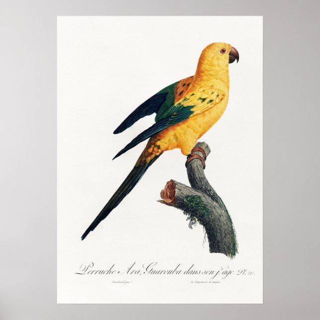 Paprot Poster (Vorne)