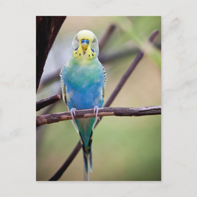 Paprot Postkarte (Vorderseite)