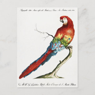 Paprot Postkarte