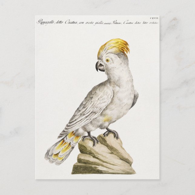 Paprot Postkarte (Vorderseite)