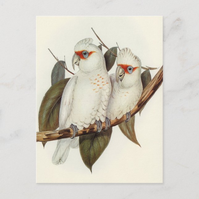 Paprot Postkarte (Vorderseite)