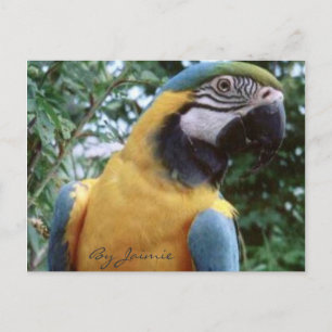 Paprot Postkarte