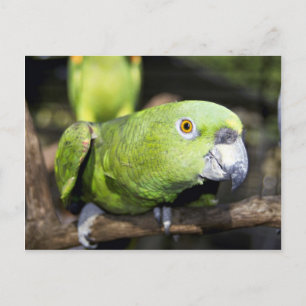 Paprot Postkarte