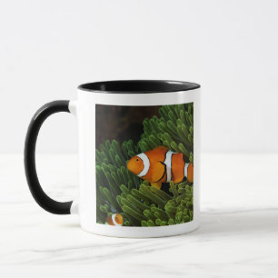 Papua-Neu-Guinea, falsches Clown anemonefish und Tasse