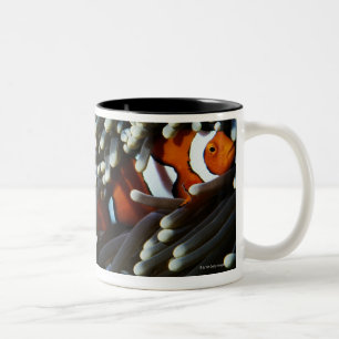 Papua-Neu-Guinea, zwei falsche Clown anemonefish Zweifarbige Tasse